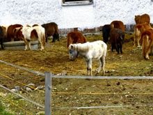 Importzeugnisse f&uuml;r kranke Ponys sind da am Mittwoch, 29. Dezember 2010